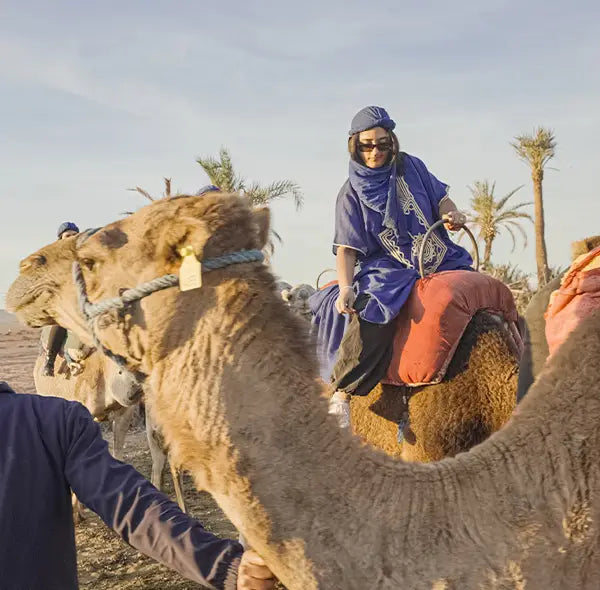 Camel Ride In Plm, Tea and free transport