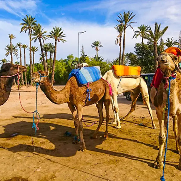 Camel Ride In Plm, Tea and free transport