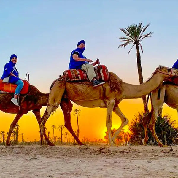 Camel Ride In Plm, Tea and free transport