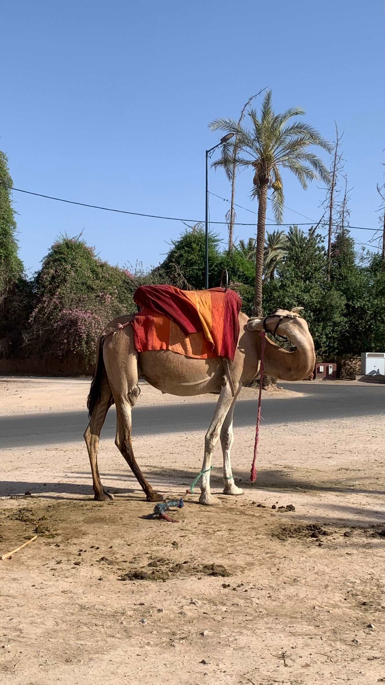 Camel Ride (Special Deal) at NAKHIL