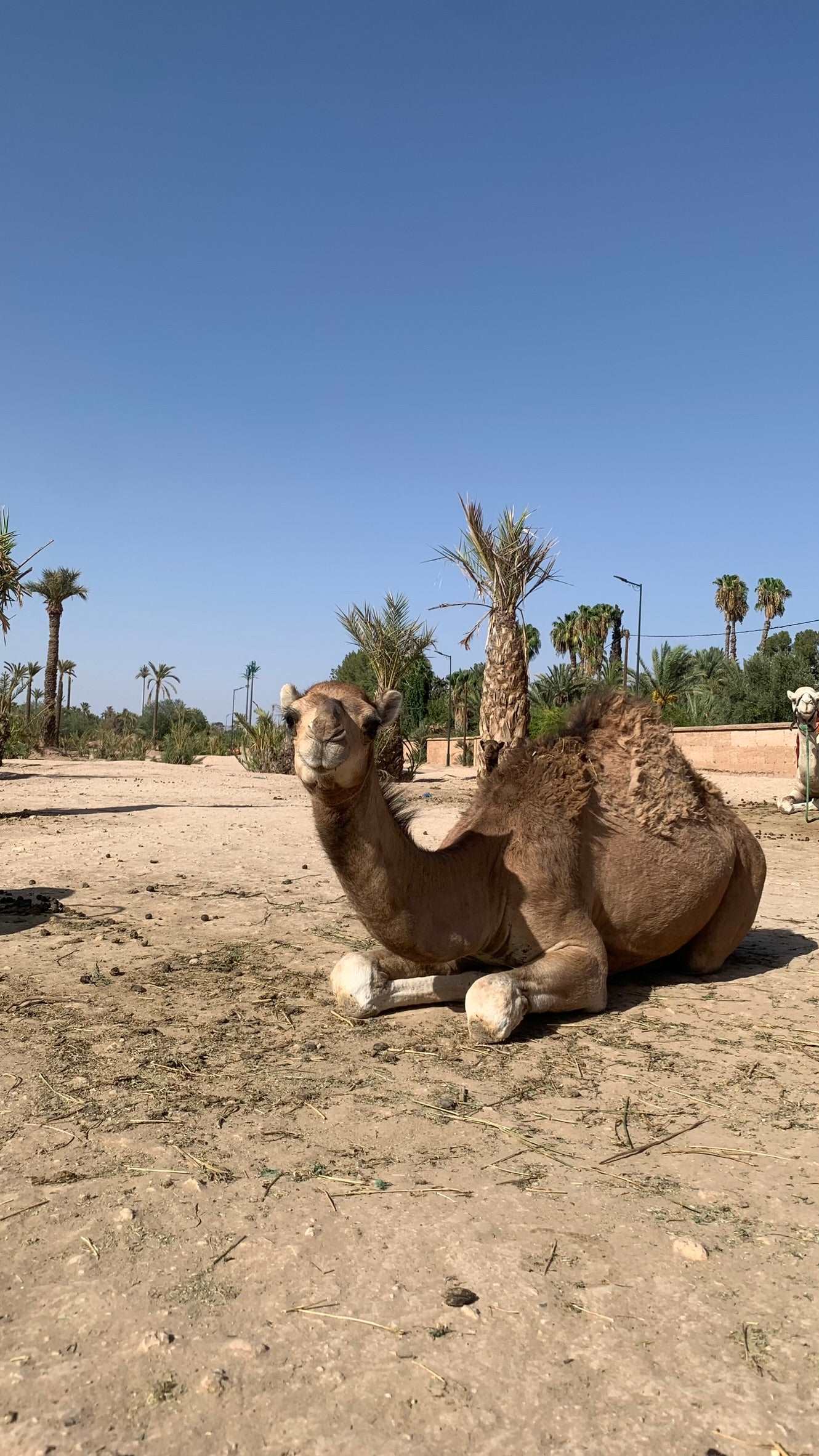 Camel Ride (Special Deal) at NAKHIL