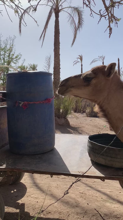 Camel Ride (Special Deal) at NAKHIL