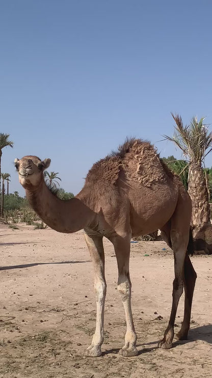 Camel Ride (Special Deal) at NAKHIL