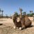 Camel Ride (Special Deal) at NAKHIL